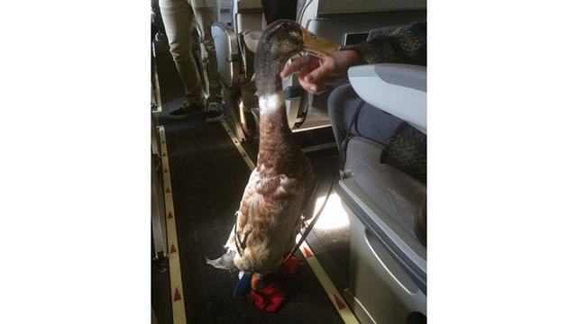 7 Potret Kelakuan Manusia yang Terlalu Sayang Binatang Ini Bikin Geleng Kepala