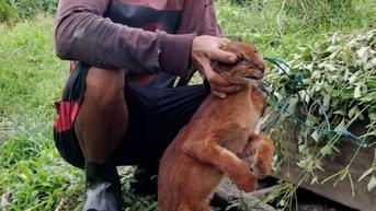 Sudah Terancam Punah, Kucing Merah Khas Kalimantan Ditemukan Mati Terjerat Perangkap Babi Hutan
