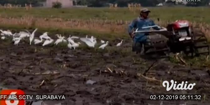 VIDEO: Ratusan Burung Bangau Putih Serbu Persawahan di Mojokerto