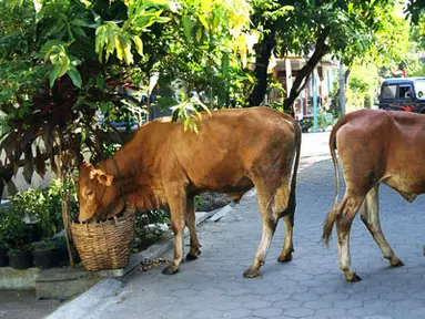 Citizen6, Karanganyar: Sapi tanpa didampingi pemiliknya tersebut berjalan dan mencari makanan dari tempat sampah warga. (Pengirim: Alvein Damardanto)