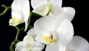 Ilustrasi anggrek bulan. (Gambar oleh Annette dari Pixabay)