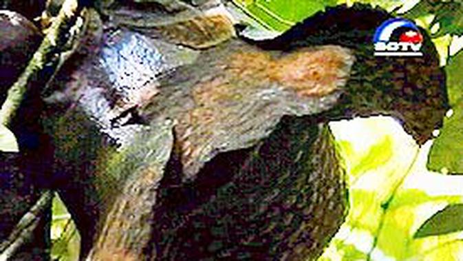  Bunga  Raflesia  Berkuncup Delapan di  Bengkulu News 