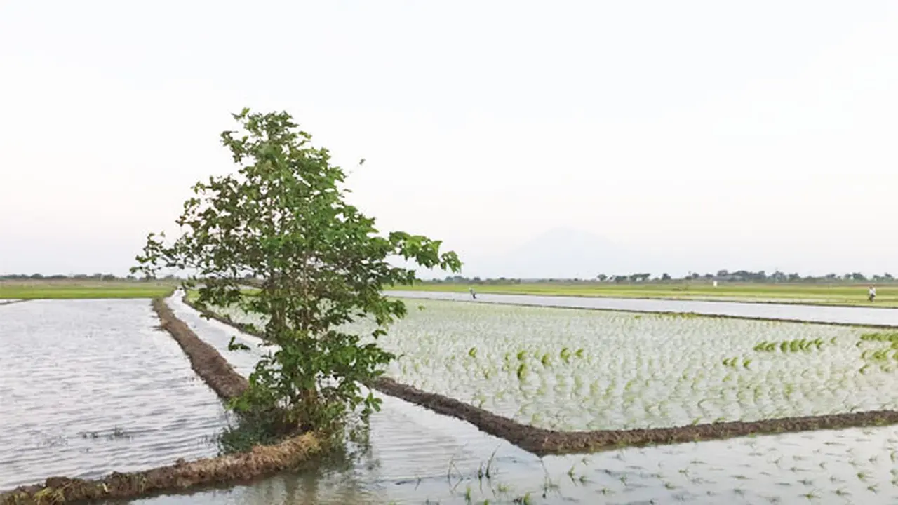 Kreativitas Petani Indramayu Ciptakan Sodetan Sungai Atasi Kekeringan