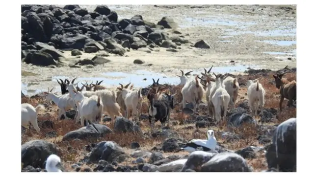 250 Tahun Bertahan, Kambing Misterius Ini Mampu Hidup Tanpa Air di Pulau Terpencil