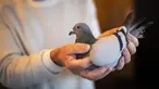Carlo Gyselbrecht, salah satu pemilik Pipa, balai lelang Belgia untuk merpati balap, menunjukkan seekor merpati bernama New Kim setelah lelang di Knesselare, 15 November 2020. Burung merpati itu laku dilelang dengan nilai jual 1,6 juta euro atau sekitar Rp 26,7 miliar. (AP Photo/Francisco Seco)