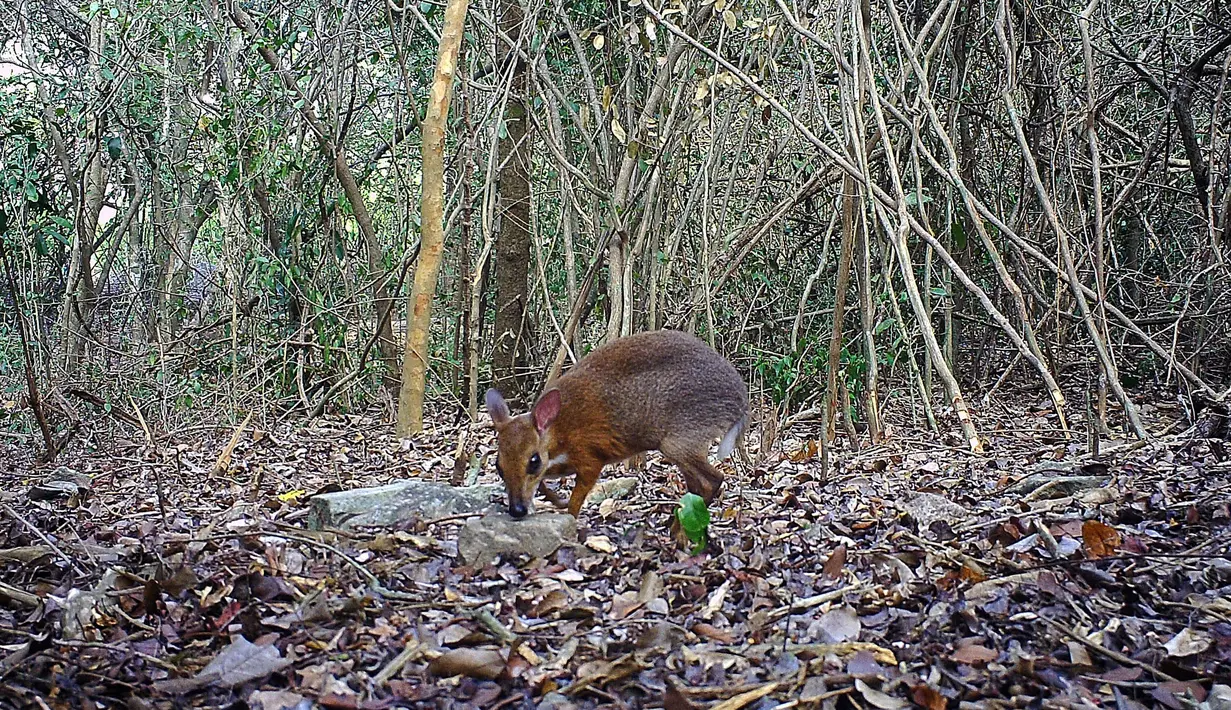 Gambar yang dirilis 11 November 2019, Chevrotain berpunggung perak terekam di hutan Vietnam. Kepunahan 'tikus-rusa' sebelumnya dikhawatirkan akibat pembukaan lahan dan perburuan liar (Global Wildlife Conservation/Southern Institute of Ecology/Leibniz Institute for Zoo and Wildlife Research/NCNP/AFP)