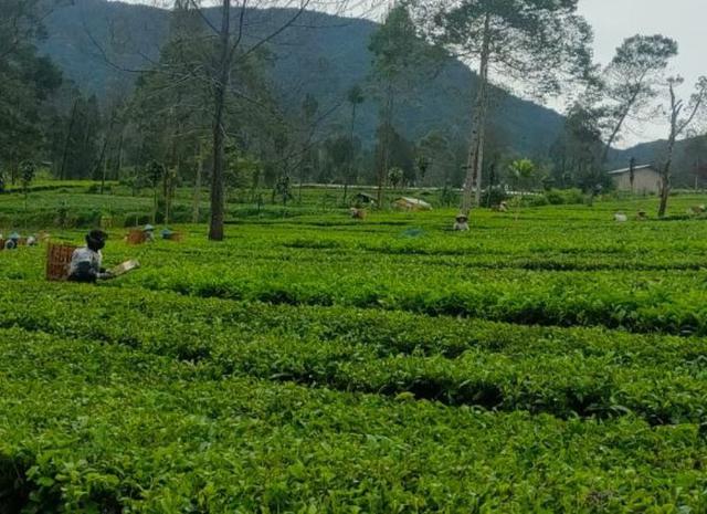 Kebun Teh Tambi, Ketenangan di Wonosobo
