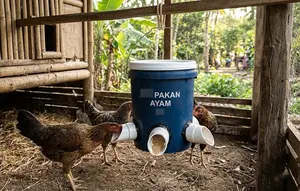 Cara Membuat Tempat Pakan Ayam Anti Tumpah dari Ember Bekas, Ini 6 Langkah Mudahnya