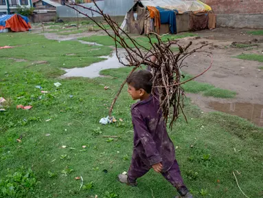 Bocah pengembara Kashmir Bakarwal membawa kayu bakar dari ladang terdekat di luar kamp sementara di pinggiran Srinagar, India, 31 Agustus 2020.  Suku Bakarwals adalah kaum penggembala nomaden di Jammu Kashmir, yang mengembara mencari padang rumput yang baik untuk ternak mereka. (AP Photo/Dar Yasin)