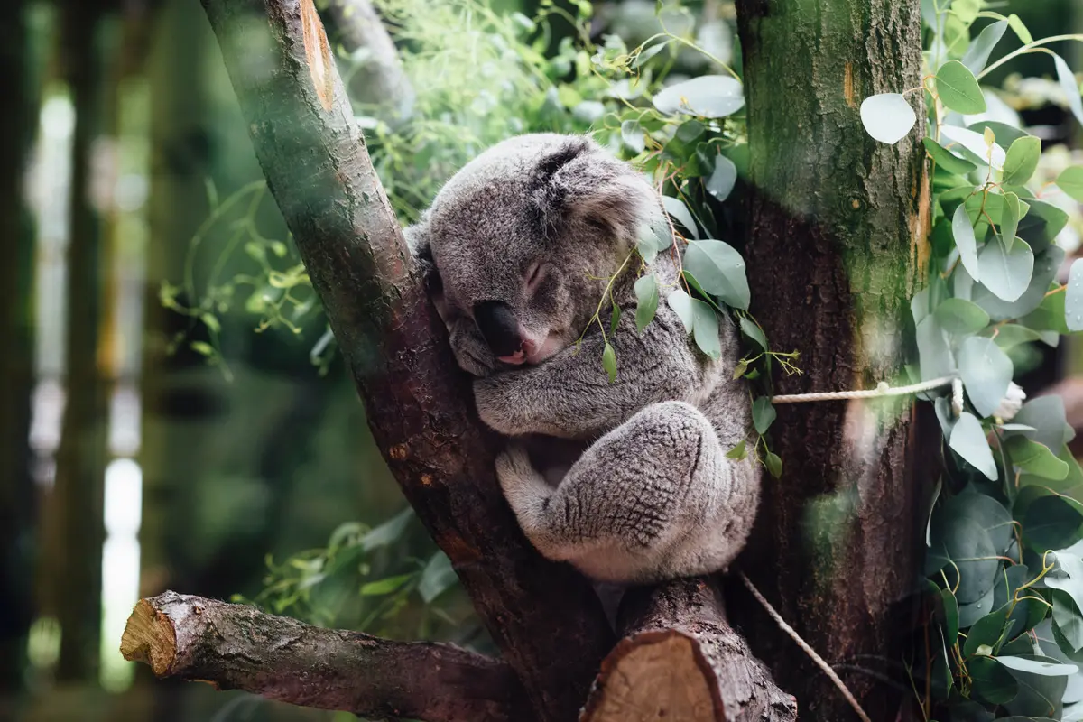 Australia Nyatakan Koala Sebagai Satwa Terancam Punah