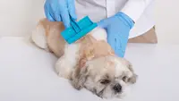 Cara Menghilangkan Kutu Anjing sampai Tuntas, Panduan Lengkap