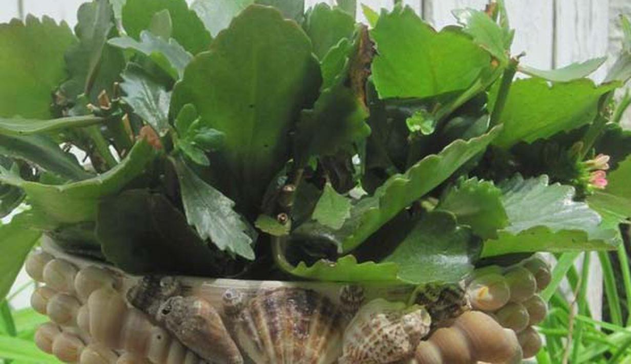 8 Inspirasi  Dekorasi Rumah Dengan Pot  Bunga  Agar Tampil 