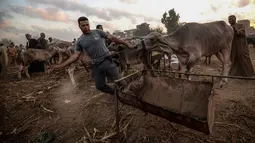 Pedagang ternak membawa sapi untuk dijual menjelang Idul Adha di pasar Ashmun, Mesir, Rabu (15/8). Dalam Perayaan Idul Adha, umat islam di seluruh dunia akan menyembelih hewan ternak seperti kambing, domba, onta, sapi dan kerbau. (AFP/Mohamed el-Shahed)