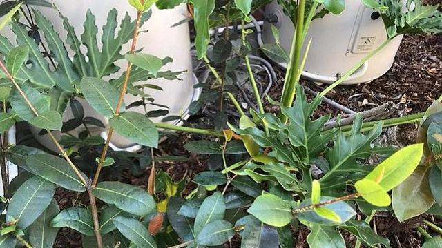 Dapatkah Anda temukan ular di foto ini (Facebook/Sunshine Coast Snake Catchers)