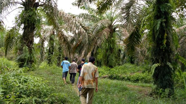 Kawasan kebun kelapa sawit plasma (Liputan6.com/Nefri Inge)