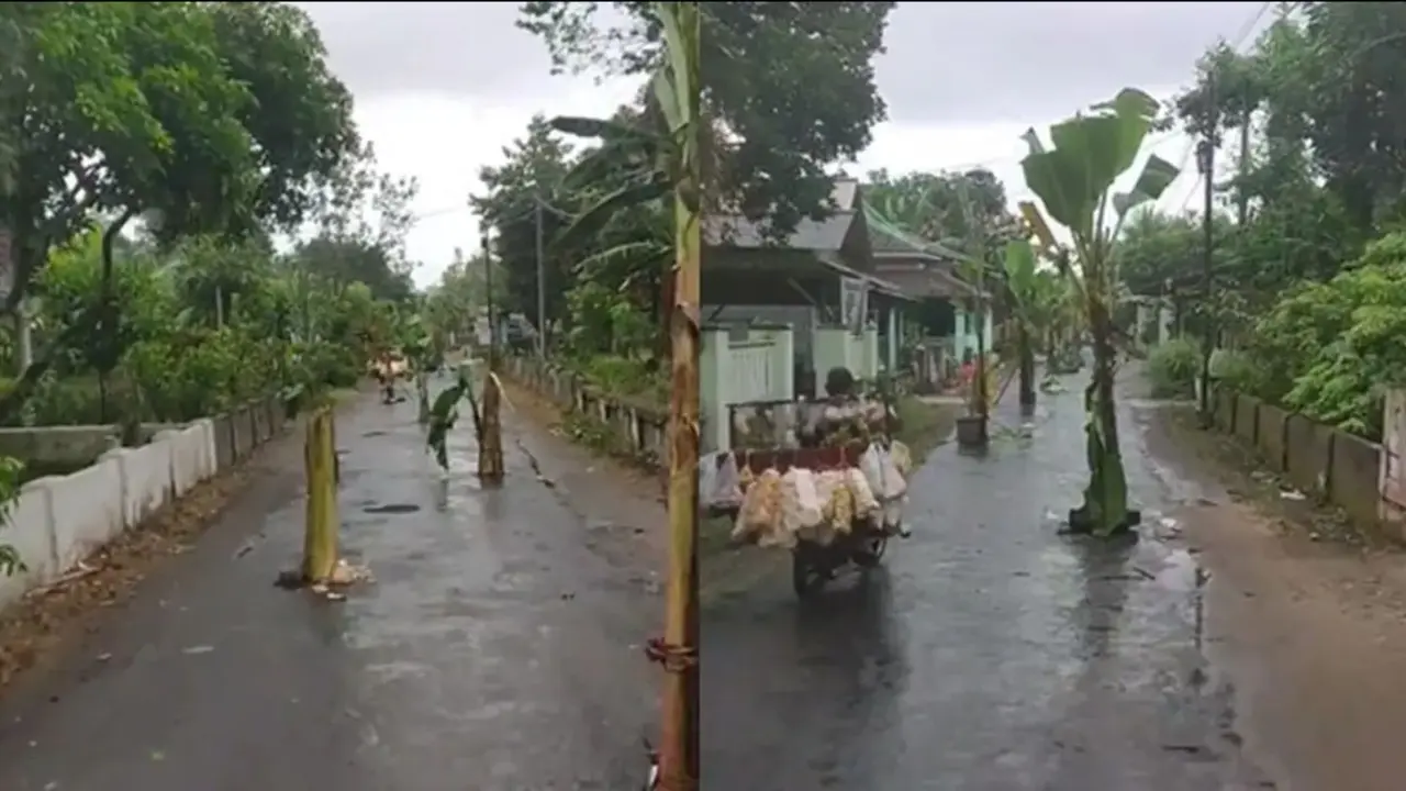 Kisah Puluhan Pohon Pisang Berdiri di Atas Jalanan Berlubang