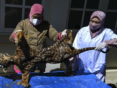 Dokter hewan BKSDA Aceh bersama mahasiswa kedokteran hewan melakukan forensik terbatas terhadap barang bukti kulit harimau sumatera hasil sitaan di Banda Aceh, Aceh, Rabu (1/12/2021). Forensik terbatas dilakukan untuk mengetahui jenis kelamin, usia dan penyebab kematian. (CHAIDEER MAHYUDDIN/AFP)