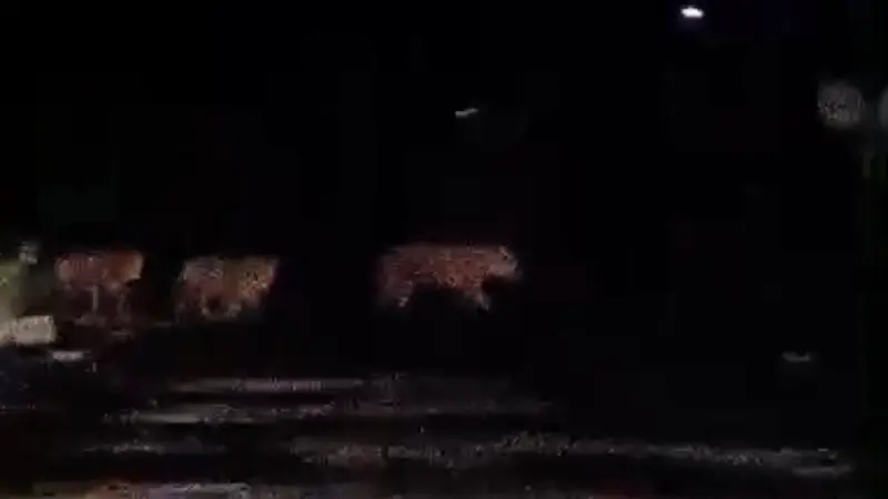 Tangkapan layar video keluarga harimau melintas di jalanan Kabupaten Pelalawan, Riau.