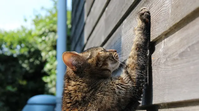 Pertolongan Pertama saat Dicakar Kucing