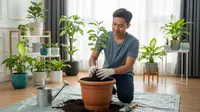 Cara Menanam Pohon Apel di Dalam Rumah, Panen Renyah Sepanjang Tahun