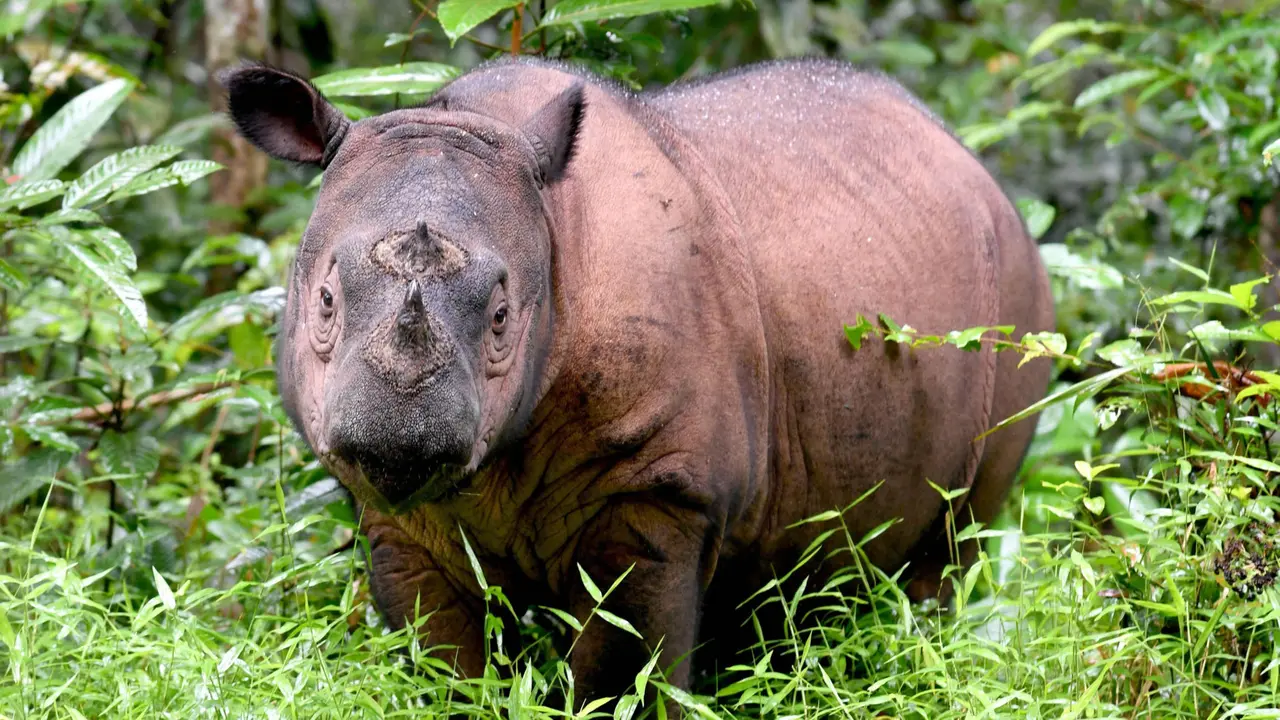 Badak Sumatera. (AFP)