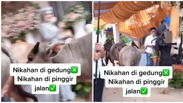 Video Kerbau Lewat Acara Respsi Pernikahan Ini Viral di Medsos, Santai Banget