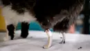 Kaki palsu bionic yang dipasangkan di kaki seekor kucing bernama Pooh di Sofia Central Vet Clinic, Bulgaria, (26/1). Pooh melakukan operasi pemasangan kaki bionic di klinik badan amal lokal. (AFP Photo/Nikolay Doychinov)