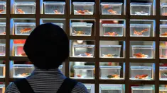 Pengunjung melihat ikan mas hias yang dipamerkan di sebuah museum di Sanfangqixiang (Tiga Jalur dan Tujuh Lorong), Kota Fuzhou, Provinsi Fujian, China, 23 September 2020. Lebih dari 3.000 ikan mas hias dari sekitar 100 spesies dipamerkan di museum tersebut. (Xinhua/Wei Peiquan)