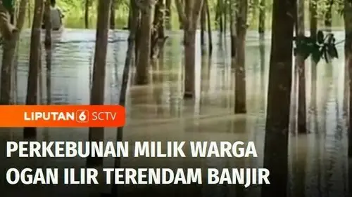 VIDEO: Ogan Ilir Diterjang Banjir, Perkebunan Milik Warga Terendam