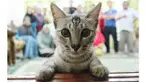  Memelihara kucing memang bisa membawa rasa tenang kepada pemiliknya. Tapi, selain rasa tenang, kucing pembawa parasit malah membuat orang menjadi mudah marah.
