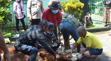 Panitia kurban bersiap hendak memotong sapi di Purbalingga, Jawa Tengah. (Liputan6.com/Kominfo PBG)
