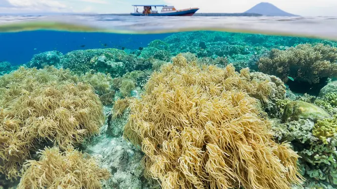 [Bintang] Sulawesi Utara