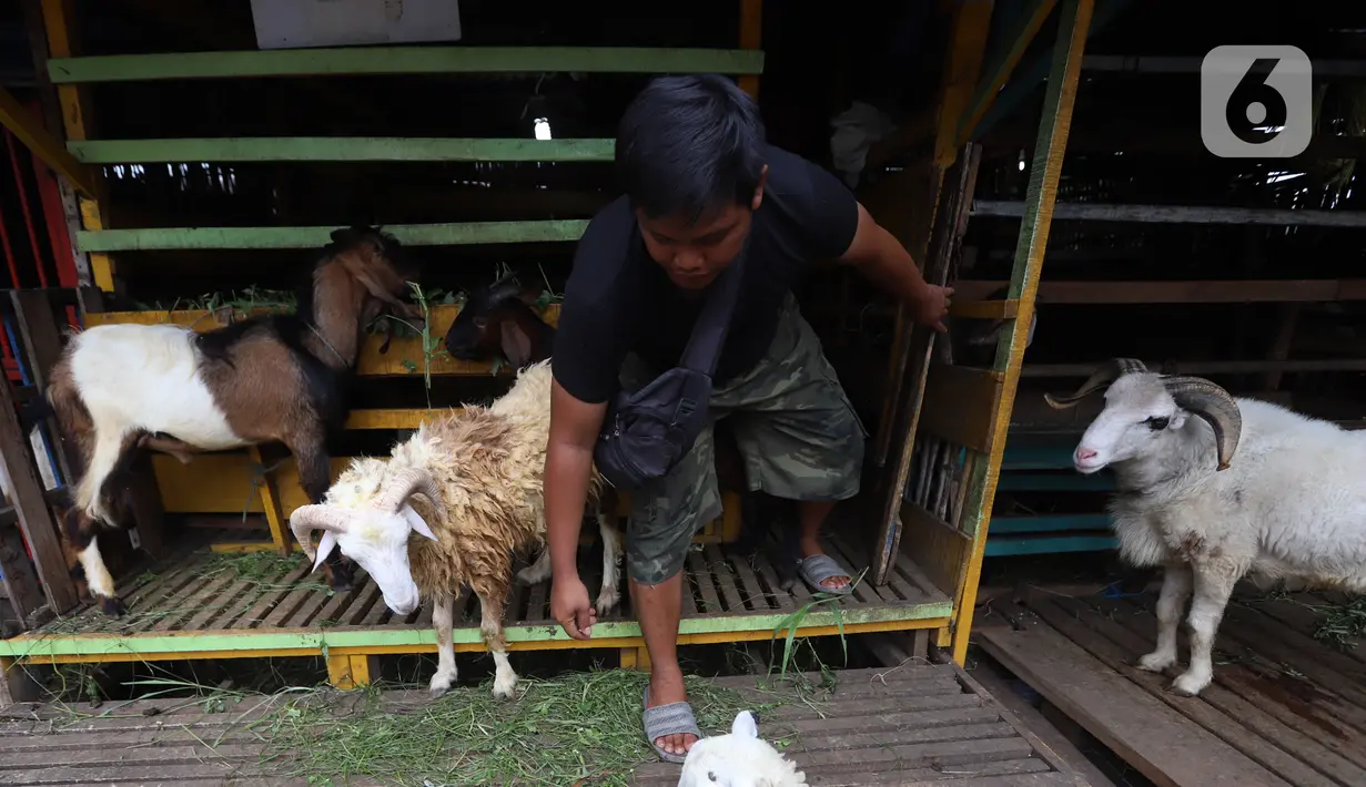 Pedagang merawat kambing di kios hewan ternak kawasan Buaran, Jakarta Timur, Jumat, (10/6/2022). Mewabahnya Penyakit Mulut dan Kuku (PMK) hewan membuat para pedagang terpaksa menjual kambing dengan harga tinggi. (Liputan6.com/Johan Tallo)
