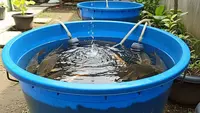5 Cara Ternak Ikan Mas di Ember Bekas untuk Pemula, Praktis dan Menguntungkan