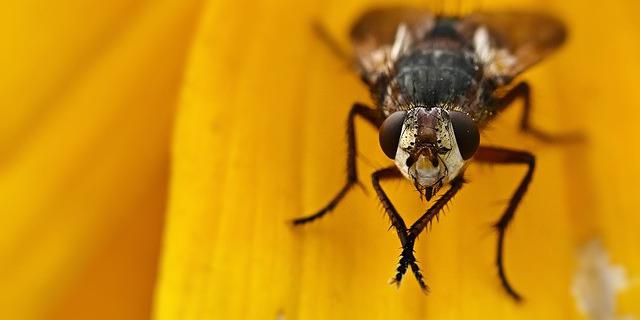 Cara Mengusir Lalat dengan Daun Pandan yang Alami, Aman, dan Efektif