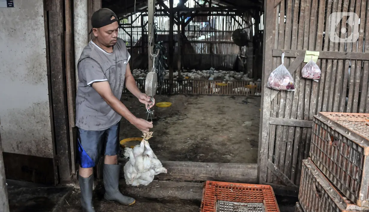 Pekerja menimbang ayam yang akan dijual ke pembeli di agen ayam potong kawasan Cipinang Melayu, Jakarta Timur, Senin (19/12/2022). Jelang Hari Raya Natal dan Tahun Baru, harga ayam potong mengalami kenaikan secara bertahap sejak dua pekan lalu. (merdeka.com/Iqbal S. Nugroho)