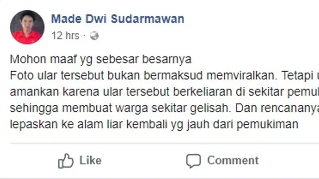 King Cobra Raksasa (Sumber Foto: facebook.com/Made Dwi Sudarmawan)