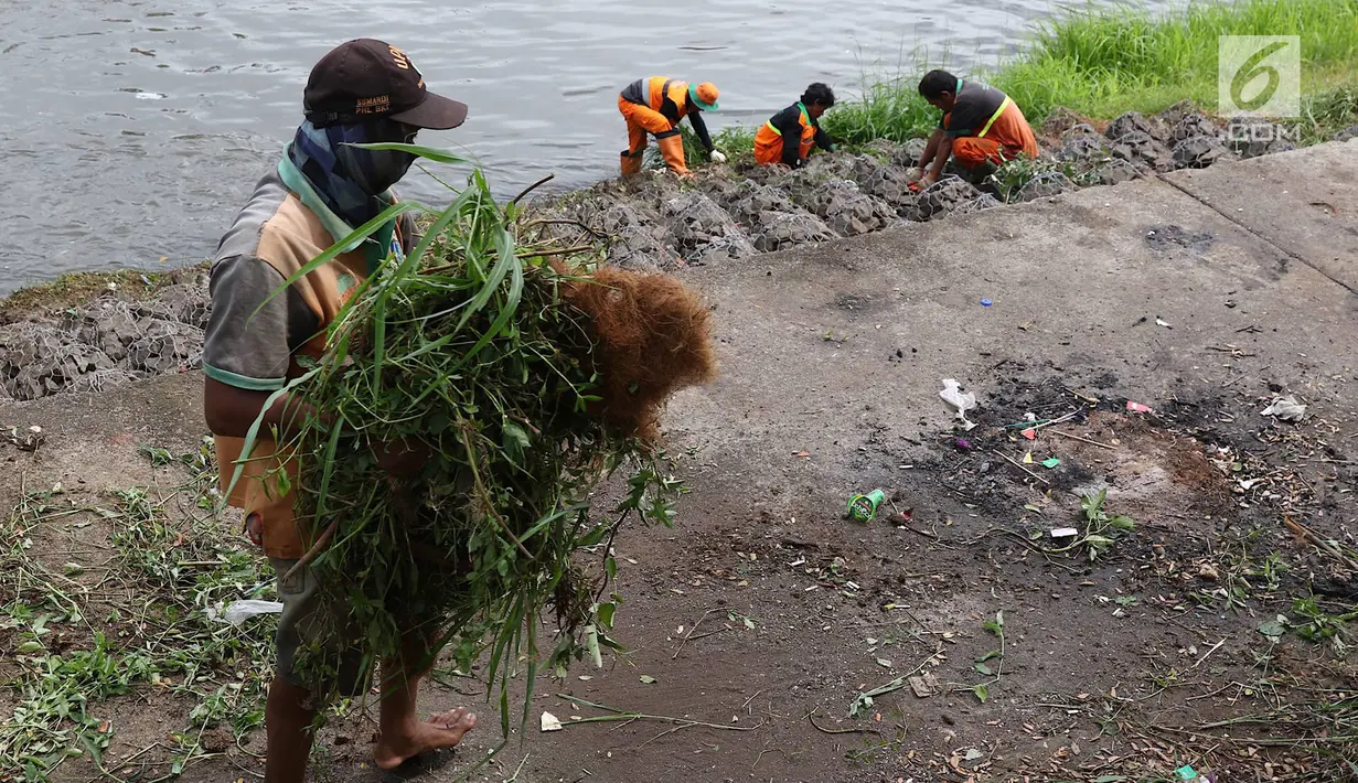 Petugas membawa rumput saat membersihkan bantaran Kanal Banjir Timur (KBT), Jakarta, Selasa (12/3). Tidak adanya mesin pemotong rumput menyebabkan para petugas melakukan perawatan rutin dengan alat seadanya. (Liputan6.com/Immanuel Antonius)