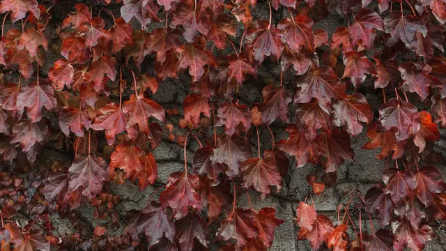Virginia Creeper