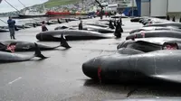 Perburuan paus liar yang kontroversial, oleh masyarakat Kepulauan Faroe (AFP)