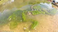 Video Menegangkan Pertarungan Ular Versus Ikan Lele Besar