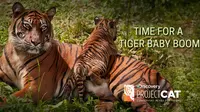 1 Juta Hektar di India dan Buthan akan dijadikan suaka Harimau