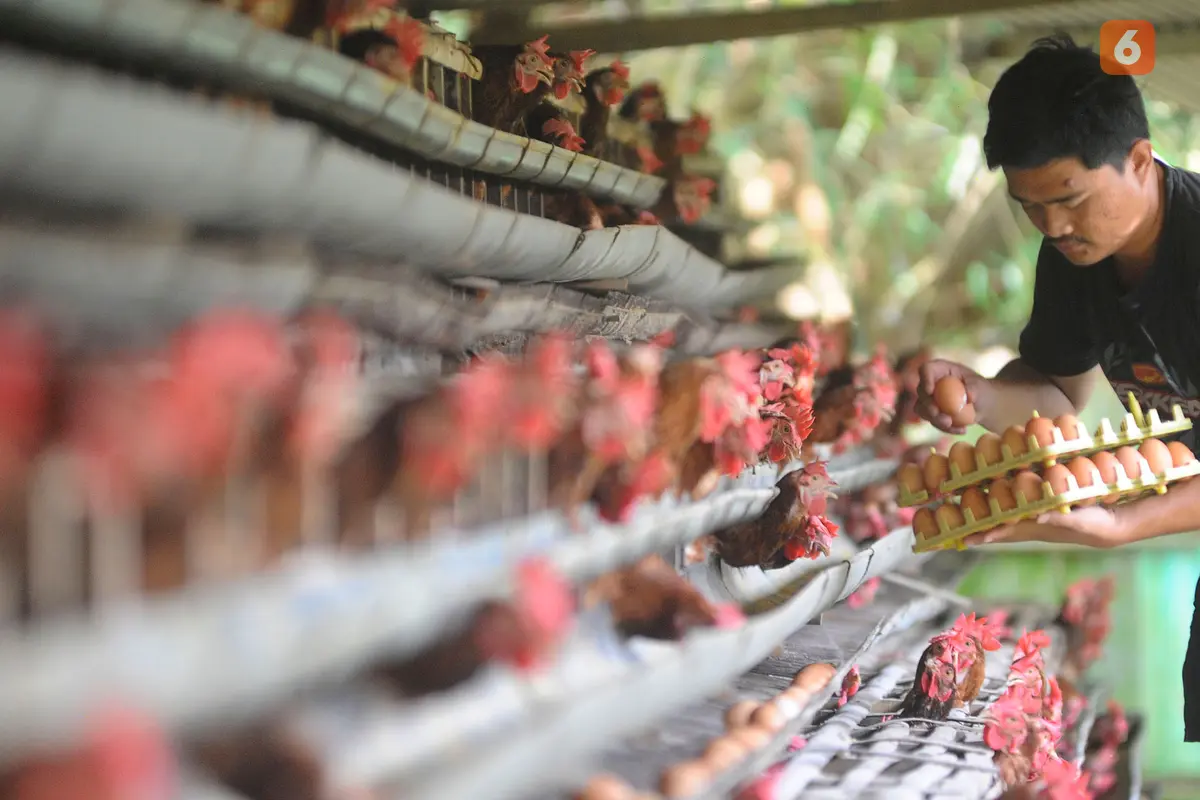 Indonesia Buka Keran Impor Ayam dari AS, Bagaimana Nasib Peternak?