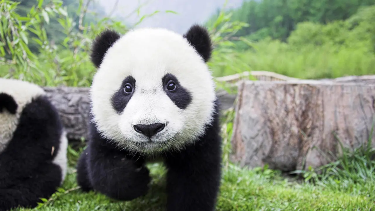 Diberi Minum Obat, Panda Ini Malah Ajak Gulat Petugas