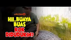 Warga Lampung Timur beramai-ramai berusaha menangkap seekor buaya besar di irigasi sungai Way. Buaya dijerat dengan tali dan akan dibawa ke Taman Nasional Way Kambas.