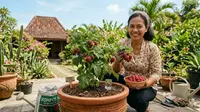 Cara Menanam Raspberry di Pot untuk Daerah Panas agar Cepat Berbuah, Ini 8 Langkahnya