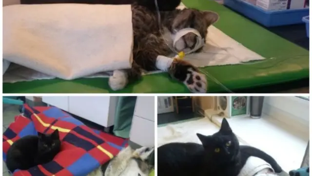 6 Kisah Haru Pahlawan dari Dunia Hewan