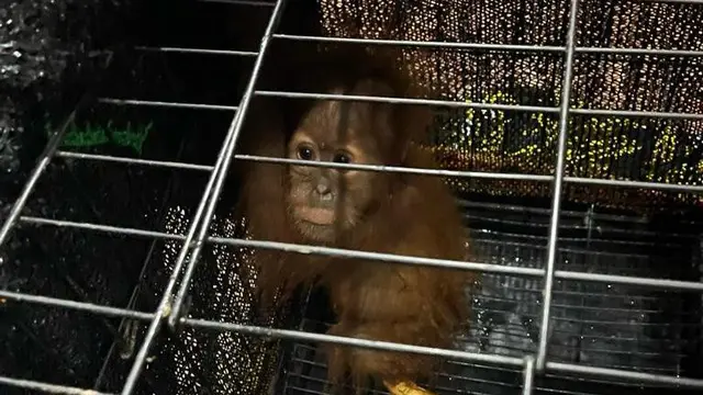 Orangutan