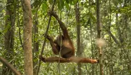 Nestapa 46 Orangutan Terjebak di Sisa Hutan Terbakar