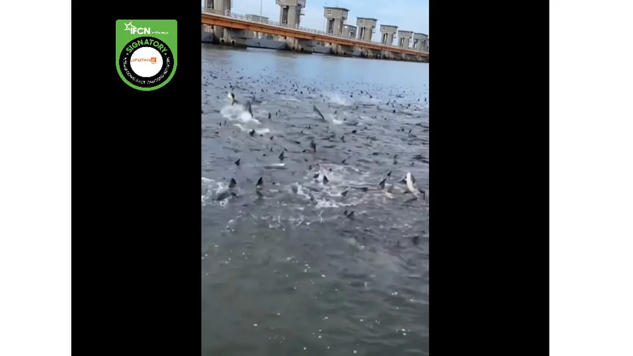 Tangkapan layar klaim video dampak pembuangan limbah nuklir Jepang